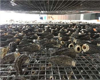 原來(lái)四川果蔬烘干機(jī)的選購(gòu)與使用維護(hù)是這樣做的